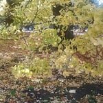 新宿御苑の大銀杏の下は絨毯のように落葉が積もっていました。　　　　　・黄落の絨毯なりし御苑かな（和良）