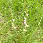 文字摺草は小さな池の近くから始まって点々と咲いていました。　　・もぢずりの二つ三つ四つ七つ八つ(和良)