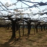 授粉作業の終ったばかりの梨棚の梨の花は輝いて見えました。　・授粉せしばかりの梨の花に風（和良）