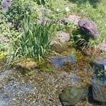 湧水源にある水温計で測定すると摂氏12度でした。　　　　　　　　　　　　　・水温計下がる速さや草清水(和良)