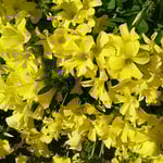 キイロハナカタバミは春の明るい光を受けて輝いて見えました。　　　　　・酢漿草の春の光に輝ける（和良）