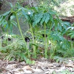 徳島市の椎の宮の本宮の横で浦島草の群生を見つけました。　　　　　　　・そこらぢゅう浦島草の花の森（和良）