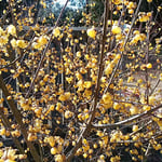 板野町の五番札所の五百羅漢がある奥院の庭に臘梅が咲いていました。　　・奥院に臘梅の花明かりかな（和良）