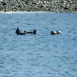 阿南市の那賀川ではあそこにもここにも鴨がいました。　　　　　　　　　　　　　　　　　・この広い川面に一羽ゐる鴨よ(和良)