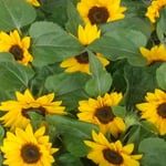 松茂町の産直市に並んだ向日葵の苗は大きな花をつけていました。　・向日葵の大きく咲いてをりし苗(和良)