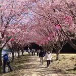 助任川南岸の蜂須賀桜にはたくさんの人が花見に来ていました。　　・早咲きの花に人来る小鳥来る(和良)