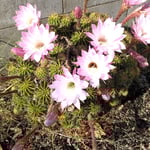 放ったらかしの我が家の仙人掌が綺麗に咲き満ちています。　　　・放ったらかしの仙人掌咲き満ちて(和良)