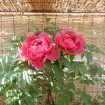 神宮寺では葦簀張りの小屋にも牡丹の鉢が並んでいました。　・葦簀張る小屋の牡丹も咲き初めて（和良）