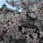 徳島市の原田家住宅で蜂須賀桜を見ました。満開でした。 ・蜂須賀の花のほどよき朱色かな （和良）