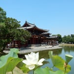 平等院鳳凰堂を取り囲むかのように白い蓮の花が咲き競っていました。　　・蓮の花巡り平等院めぐる（和良）