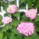 我が家の紫陽花は道路にまで庭先から顔を出していました。　　　　　・庭先に顔出してをり濃紫陽花(和良)