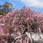 徳島市国府町延命にある常楽寺では境内のしだれ梅が満開になっていました。 　・梅の香の寄せ来る間合ありにけり(和良)