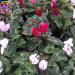 松茂町の農協の産直市に室咲用のシクラメンが並んでいました。　　・農協の市に室咲シクラメン(和良)