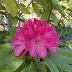 正木ダムの下にある旧家の庭には石楠花も綺麗に咲かせていました。　　・石楠花も咲かせ八十五歳とか(和良)