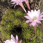 一カ月も前に花をつけた仙人掌がまた花をつけてびっくりしました。・一と月もおきて仙人掌また咲ける(和良)