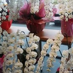 新築された銀行のロビーには胡蝶蘭が幾重にも飾られていました。　・幾重にも飾られ室の胡蝶蘭（和良）