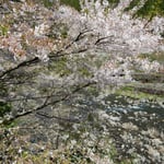 月ヶ谷温泉から川沿いに降りると落花が巻き上がっていました。　・巻き上がる落花を浴びて谷下る（和良）