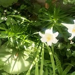 藍住町の我が家の庭に白百合が咲き揃いました。　　　　　　　　　　　　・こふのとり巣立ち白百合咲き揃ふ（和良）