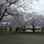 今年は新型コロナウイルスのためにお花見ができませんでした。　・今年またいつものやうに桜咲く（和良）
