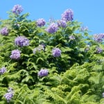 リスボンで見たジャカランタの帰り花は遠くからも見えました。　　・ジャカランタ帰り咲をり遠目にも（和良）