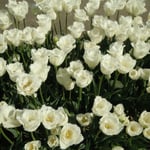 65品種38000本の中には白いチューリップもありました。　　　　　　　　　　　　　　　　　　　　　　　　　　　　　　　・ハネムーンてふ真っ白なチューリップ(和良)