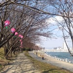 徳島市の助任川南岸で蜂須賀桜を見る吟行句会が開かれました。　　・若かりしあの日に植ゑしこの桜(和良)