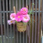 妻籠宿では格子に綺麗な花が飾られていました。　　　　　　　　　　　　　　　　　　　　　　　　　　　　　　　　　　　　　・コスモスを手桶に活けて妻籠宿(和良)