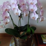 友人からいただいた胡蝶蘭を飾ると玄関が華やかになりました。　　　　・胡蝶蘭並び玄関華やぎぬ(和良)