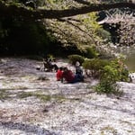 新宿御苑には染井吉野の花びらが散り敷いていました。　　　　　　　　　　　・散り敷ける染井吉野の白さかな（和良）