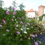 ヴァヴェル城の庭園にはコスモスも咲いていました。　　　　　　　　　　・真青なる空にコスモスよく映えて（和良）