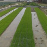 田植を待つ苗代の苗は梅雨空の下、すくすく育っていました。　　・田の隅に苗代作る今年また(和良)