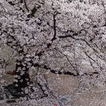 石井町中央公民館の隣の公園では桜が散り始めていました。　　　　　　　・花屑となりゆく桜さくらかな（和良）
