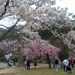 城山のある徳島市中央公園の桜です。今年は開花が遅かったです。　　　　　・やうやくに咲きし桜を仰ぎ見る（和良）
