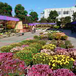 吉野川市市役所前の菊花展は好天に恵まれどの菊も綺麗でした。　　　　　・雲一つなき青空の菊花展（和良）
