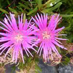 伊島にはいろいろなサボテンが花をつけていました。　　　　　　　　　　　　・サボテンの花咲く島の炎暑かな(和良)