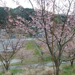 佐那河内村の新府能トンネル前の斜面で見た蜂須賀桜です。　・ふるさとに蜂須賀桜咲く山を（和良）