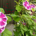 浜松市の浜北万葉の森公園で見た朝顔です。　　　　　　　　　　　　　　　　　　・朝顔の朝一番の鮮やかさ(和良)