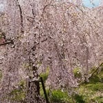 とくしま植物園には垂れ桜もあり、遠くからもよくわかりました。　　　　・遠目にもしだれて垂れ桜かな（和良）