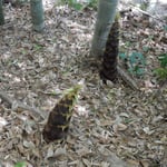 広い竹林の筍は取り損ねるとすぐに大きく育ってしまいます。　　　　・取り損ねたる筍の背丈超す(和良)