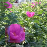 薔薇園には同じバラ科の浜茄子が咲き競っていました。　　　　　　　　　　　　　　　　　　　　　　　　　　　　　　　　　・薔薇園にバラ科浜茄子咲き競ふ(和良)