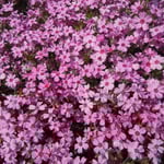 太陽に真正面を向く芝桜には翳がありませんでした。　　　　　　　　　　　　　　　　　　　　　　　　　　　　　　　　　　・群れ咲きて重なりをらず芝桜(和良)