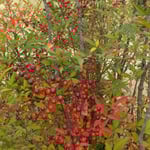 道後公園の南天は昔の屋敷を模した家の庭で実をつけていました。　・その上の屋敷の庭に実南天(和良)