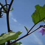 石井町の県立農業大学校では秋茄子がたくさんの花と実をつけていました。  ・秋茄子の花高々と咲きにけり （和良）