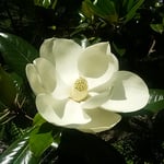 徳島市の文化の森の裏山で見た泰山木の花です。よい香りがしました。　　・美しき泰山木の花は香も（和良）