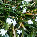 著莪の花は木漏れ日に輝いて見えました。　　　　　　　　　　　　　　　・木洩れ日を返して白し著莪の花（和良）