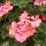 葵の花の赤い色は葵の葉の緑に一層際立って見えました。　・葉の緑葵の花の赤極め（和良）