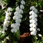 奇跡の星の植物館では熱帯植物の中に胡蝶蘭の白が目立ちました。　　　　・ジャングルに白のまぶしき胡蝶蘭（和良）