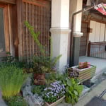 美馬市脇町のうだつの町では軒先に小さな鯉幟が泳いでいました。　・軒先に小さけれども鯉幟(和良)