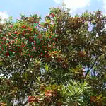 愛知県長久手市のトヨタ博物館には大きな楊梅が実をつけていました。　　・楊梅の鈴生りなりし博物館（和良）