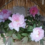 上野東照宮の寒牡丹にはすれぞれ美しい和名の名札が付けられていました。　・美しき和名の名札寒牡丹（和良）